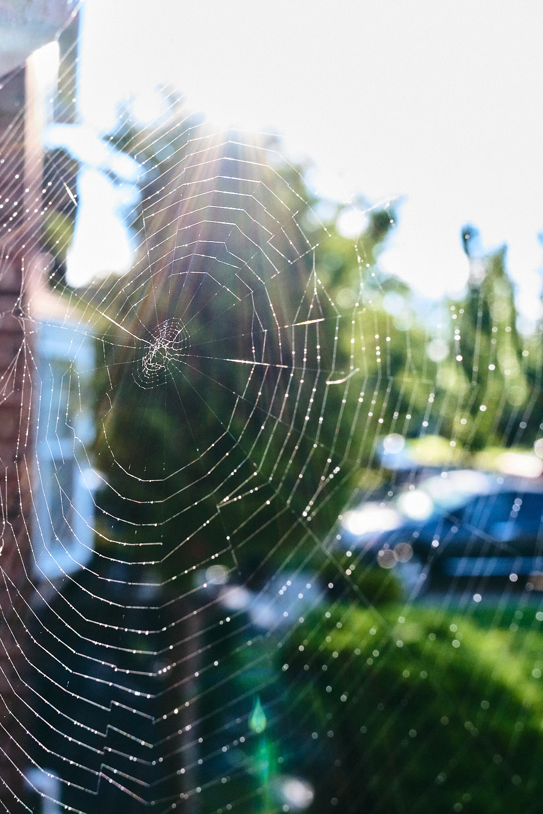 The Webs We Weave